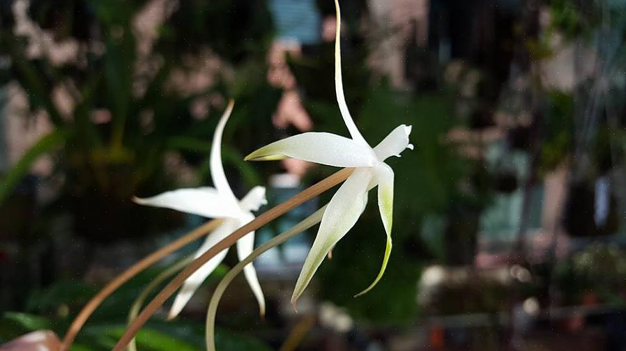 Aerangis-sukuun kuuluu monia trooppisia orkideoita