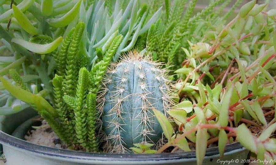 Pachycladuksen lisäksi on monia mielenkiintoisia Pilosocereus-kaktuksia