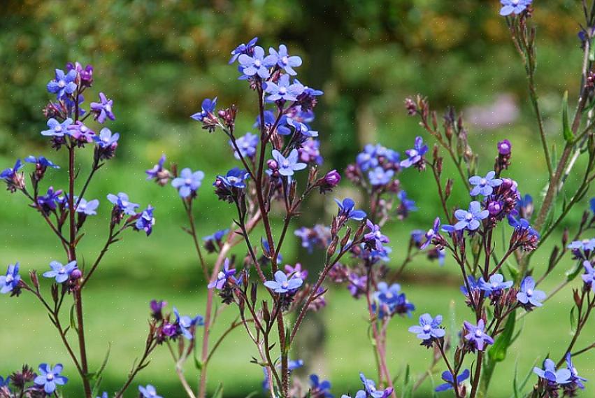 Mutta koska Anchusa azurea 'Dropmore' on niin pitkä monivuotinen