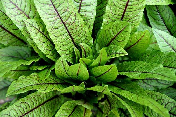 Sorrel-kasveilla on sileät