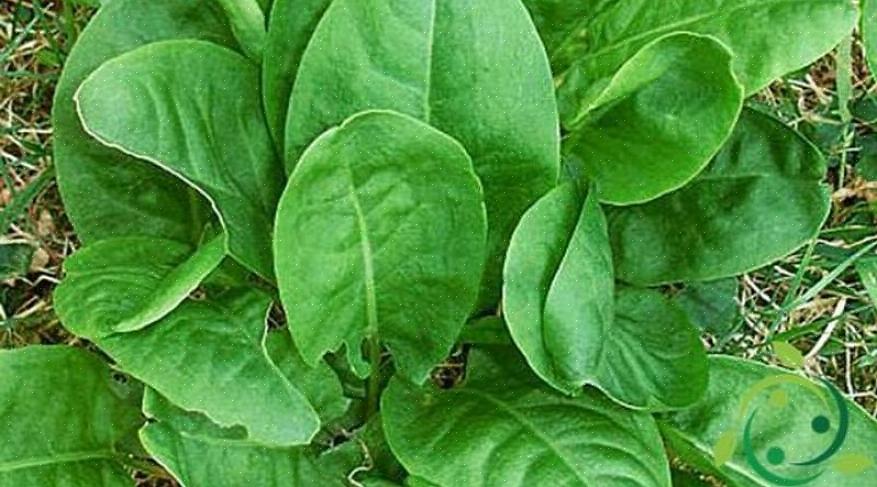 Kaksi yleisimmin kasvatettua lajia ovat puutarhasuola (Rumex acestosa)