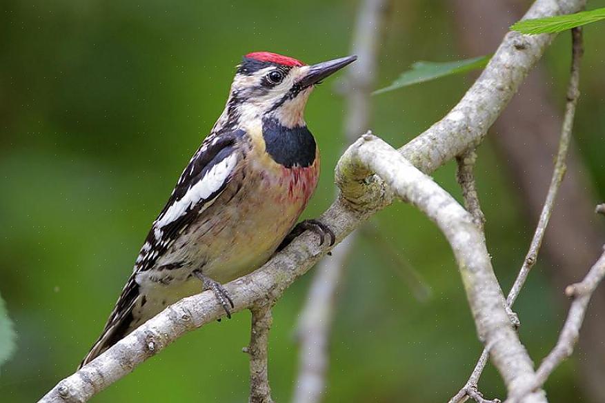 Picidae-lintuperheeseen kuuluu yli 250 tikka