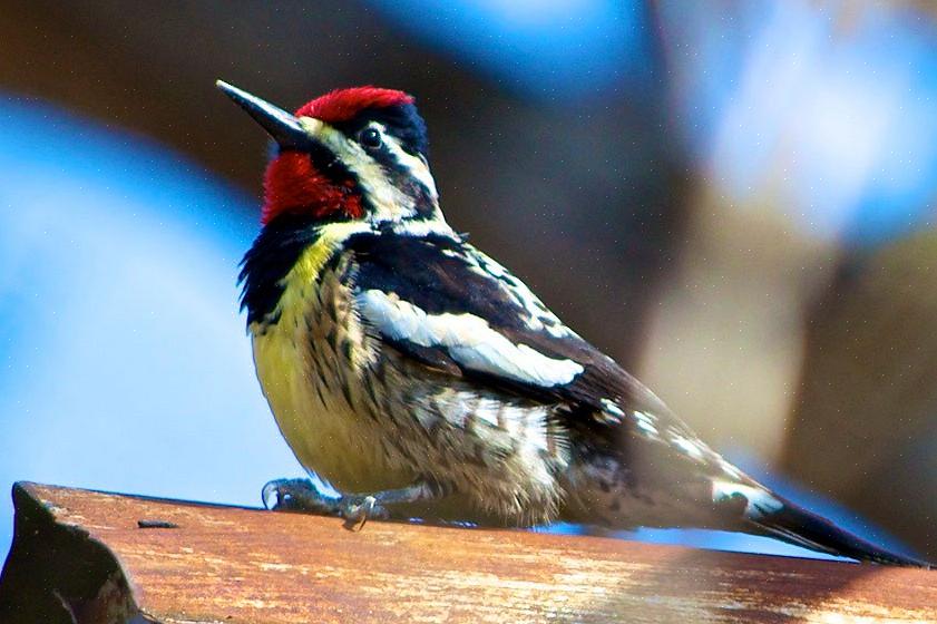 Keltaisen vatsan sapsucker